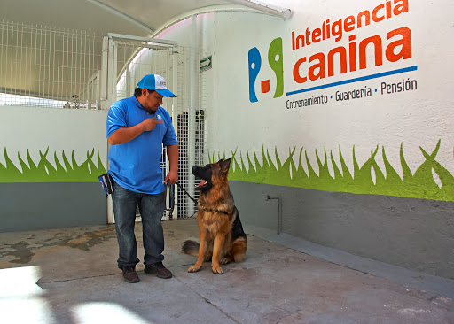 Inteligencia Canina