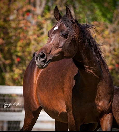 Horse breeder Arlington