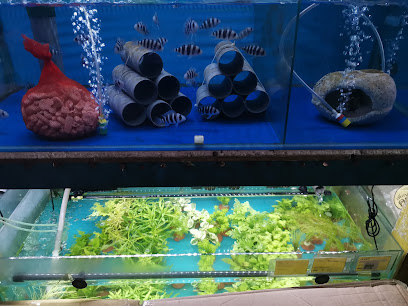 Chang Aquarium Tropical Fish