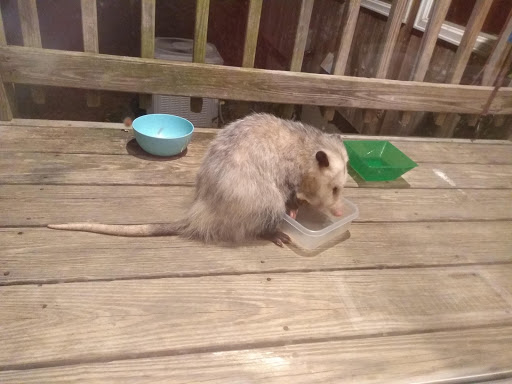 Pet Supply Store «Petco Animal Supplies», reviews and photos, 1524 Old Country Rd, Riverhead, NY 11901, USA