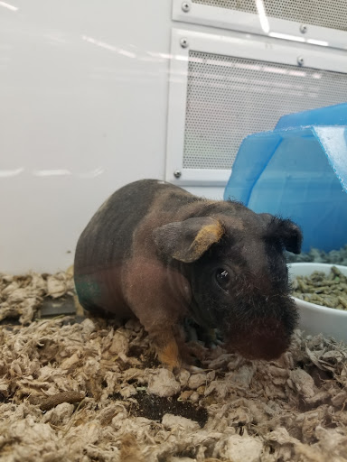 Pet Supply Store «Petco Animal Supplies», reviews and photos, 2341 Claribel Rd, Riverbank, CA 95367, USA