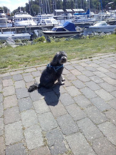 Tierarzt Dr. Göddenhenrich unter Stralsund, Mecklenburg-Vorpommern