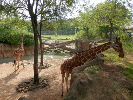 Diane and Hal Brierley Giraffe Ridge - Giraffe Feeding