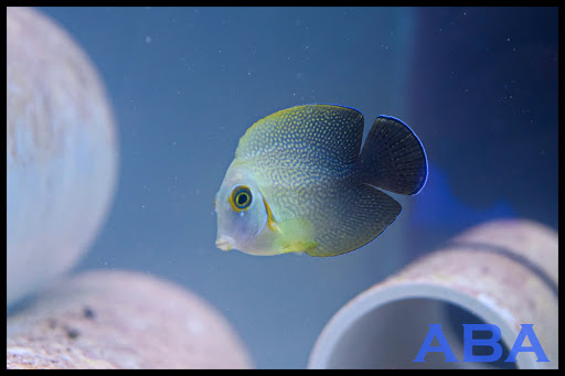 Aquarium «Atlantic Blue Aquariums», reviews and photos, 801 Northlake Blvd, North Palm Beach, FL 33408, USA