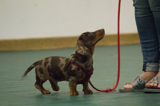 AMCBT (Academy Modern Canine Behaviour & Training) Southsea Branch