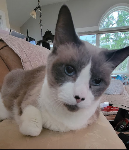 All Cats Hospital image