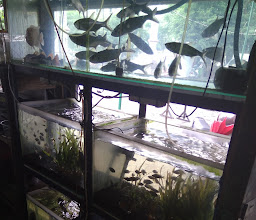 ILHAM Fish Aquarium photo
