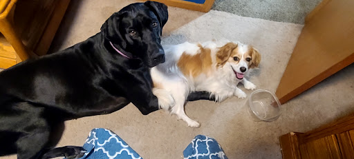 Pet Supply Store «PetSmart», reviews and photos, 1425 7th St E, Monticello, MN 55362, USA