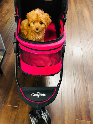 Pet Store «Petland Pembroke Pines», reviews and photos, 356 N University Dr, Pembroke Pines, FL 33024, USA