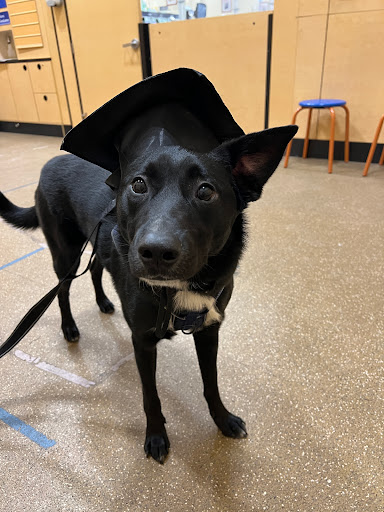 Pet Supply Store «PetSmart», reviews and photos, 400 Universal Dr N, North Haven, CT 06473, USA