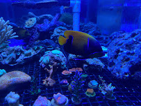Aquarium Pros VA - Photo 8 - Car repair in Bon Air, VA, Richmond