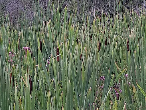 Nature Preserve «Kishwauketoe Nature Conservancy», reviews and photos, 251 Elkhorn Rd, Williams Bay, WI 53191, USA