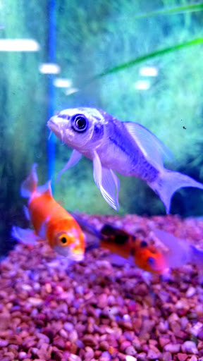 Pet Store «PetSmart», reviews and photos, 213 Greenville Hwy, Hendersonville, NC 28792, USA