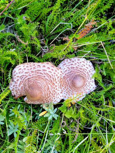 Grocery Store «Super 1 Foods», reviews and photos, 15837 N Westwood Dr # A, Rathdrum, ID 83858, USA