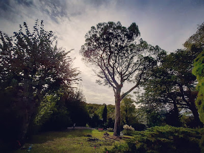 L'Arbre Remarquable à Le Douhet