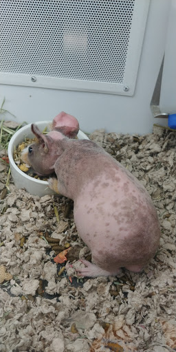 Pet Supply Store «Petco», reviews and photos, 3434 Court St, Pekin, IL 61554, USA