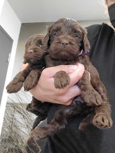Clinique Veterinaire Restigouche image