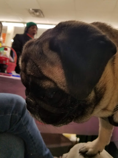 Pet Supply Store «Pet Supplies Plus», reviews and photos, 3100 Manchester Rd, Akron, OH 44319, USA