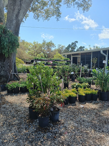 Plant Nursery «Wilcox Nursery», reviews and photos, 12501 Indian Rocks Rd, Largo, FL 33774, USA