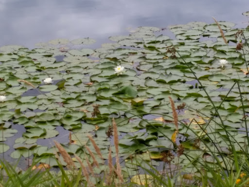 Golf Course «Hartwood Golf Course», reviews and photos, 12506 NE 152nd Ave, Brush Prairie, WA 98606, USA