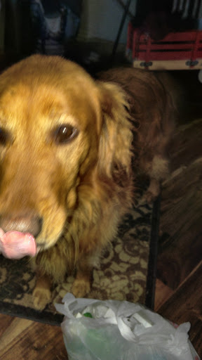 Pet Supply Store «PetSmart», reviews and photos, 533 S Tracy St, Wichita, KS 67209, USA