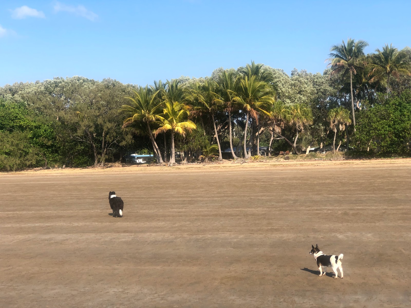 Foto van Armstrong Beach wilde omgeving