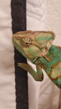 5280 Reptile Room - North - Photo 7 - Car repair in Northglenn, CO, Denver