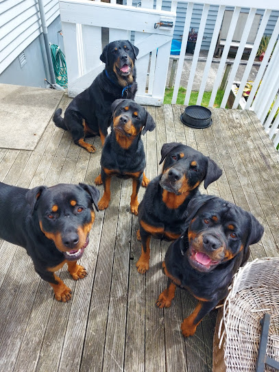 Rottweiler Rescue and Rehoming New Zealand