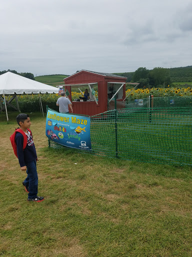 Tourist Attraction «Sunflower Maze», reviews and photos, South St, Middlefield, CT 06455, USA