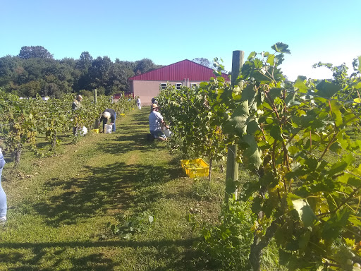 Winery «Dove Valley Vineyard», reviews and photos, 645 Harrington Rd, Rising Sun, MD 21911, USA