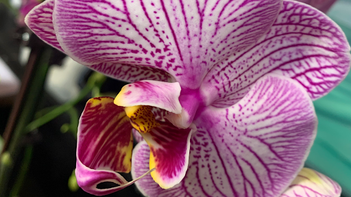 Florist «Bates Flowers by DZyne», reviews and photos, 813 4th Ave, Grinnell, IA 50112, USA