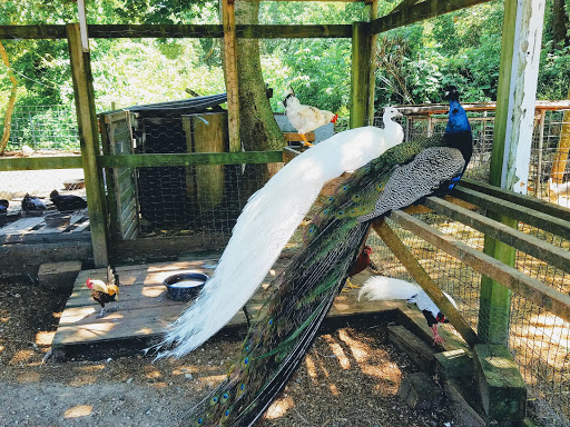 Animal Feed Store «Barnstable Farm & Pet», reviews and photos, 48 Lombard Ave, West Barnstable, MA 02668, USA