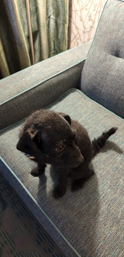 Pet Supply Store «PetSmart», reviews and photos, 67 Consumer Square, Plattsburgh, NY 12901, USA