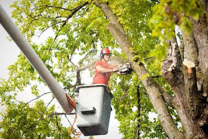 Arch City Tree Services