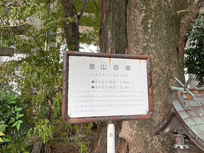 熊野神社のクスノキ