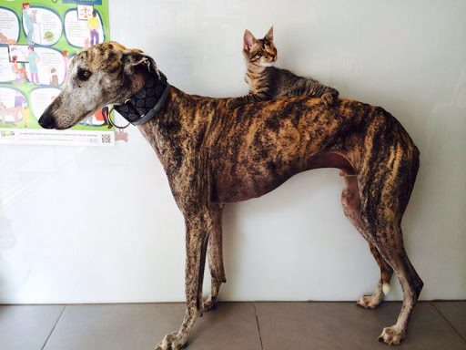 Clínica Veterinaria Canesval en Valencia