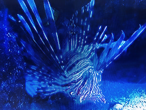 Pet Store «Fish R Us», reviews and photos, 10855 TX-242, Conroe, TX 77385, USA