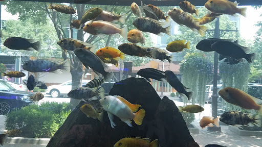 Tropical Fish Store «Picasso Exotic Aquatics», reviews and photos, 11560 Ash St, Leawood, KS 66211, USA