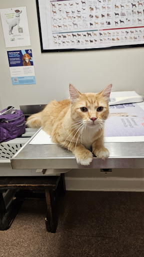 Warrensburg Animal Hospital image