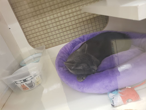 Pet Supply Store «Petco Animal Supplies», reviews and photos, 4030 N MacArthur Blvd #200, Irving, TX 75038, USA