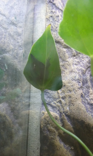 Reptile Store «Sierra Aquatics», reviews and photos, 295 Kietzke Ln, Reno, NV 89502, USA