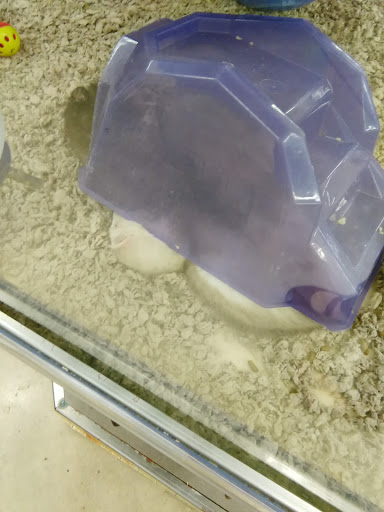 Pet Supply Store «Petco Animal Supplies», reviews and photos, 7400 Rivers Ave z, North Charleston, SC 29406, USA