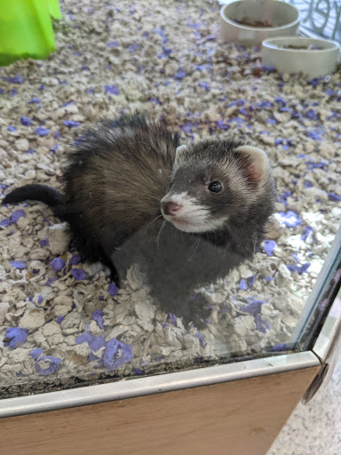 Pet Supply Store «Petco Animal Supplies», reviews and photos, 2000 NE Burnside Rd, Gresham, OR 97030, USA