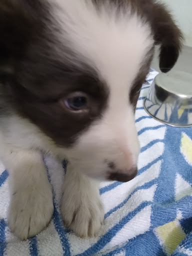 Clínica Veterinária Cantinho dos Animais em Suzano - SP
