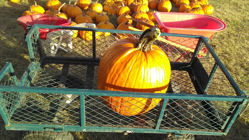 Pumpkin Patch «Barts Farm and Pumpkin Patch», reviews and photos, 7307 Alburnett Rd, Marion, IA 52302, USA