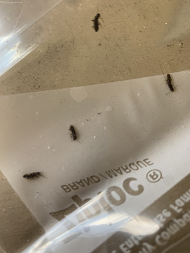 Pest Control Service «Green Tech Termite and Pest Control, Inc.», reviews and photos