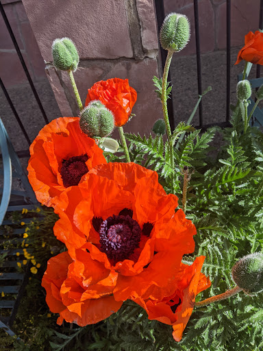 Cafe «Rocky Mountain Coffee Roasters», reviews and photos, 285 Main St, Frisco, CO 80443, USA