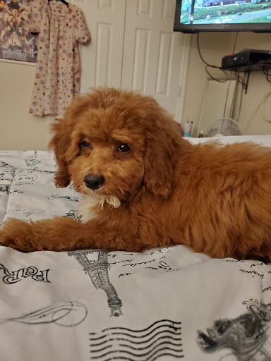 Pet Supply Store «PetSmart», reviews and photos, 60 NJ-17, Paramus, NJ 07652, USA