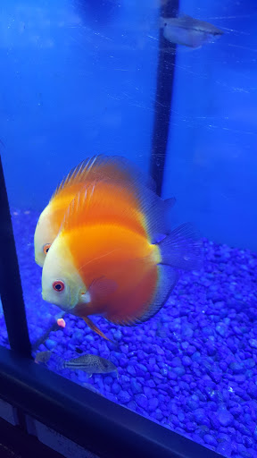 Pet Store «Pet Junction», reviews and photos, 146 NH-108, Dover, NH 03820, USA