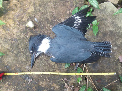 Plumber «Drain Masters», reviews and photos, 5761 Westwood Dr, Weldon Spring, MO 63304, USA